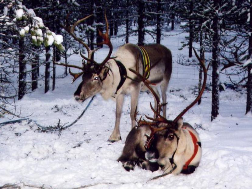 Põhjapõdra safari Põhja-Soomes