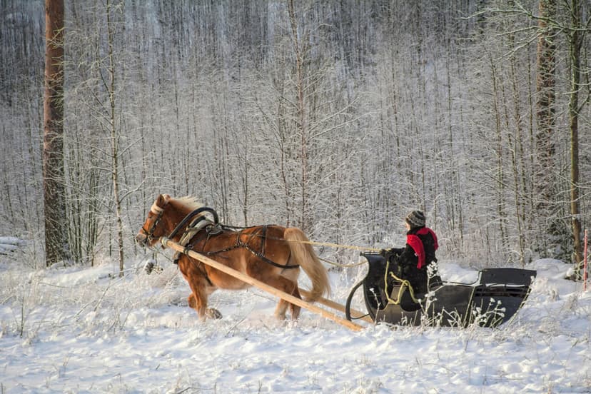 Talvine saanisõit hobusega