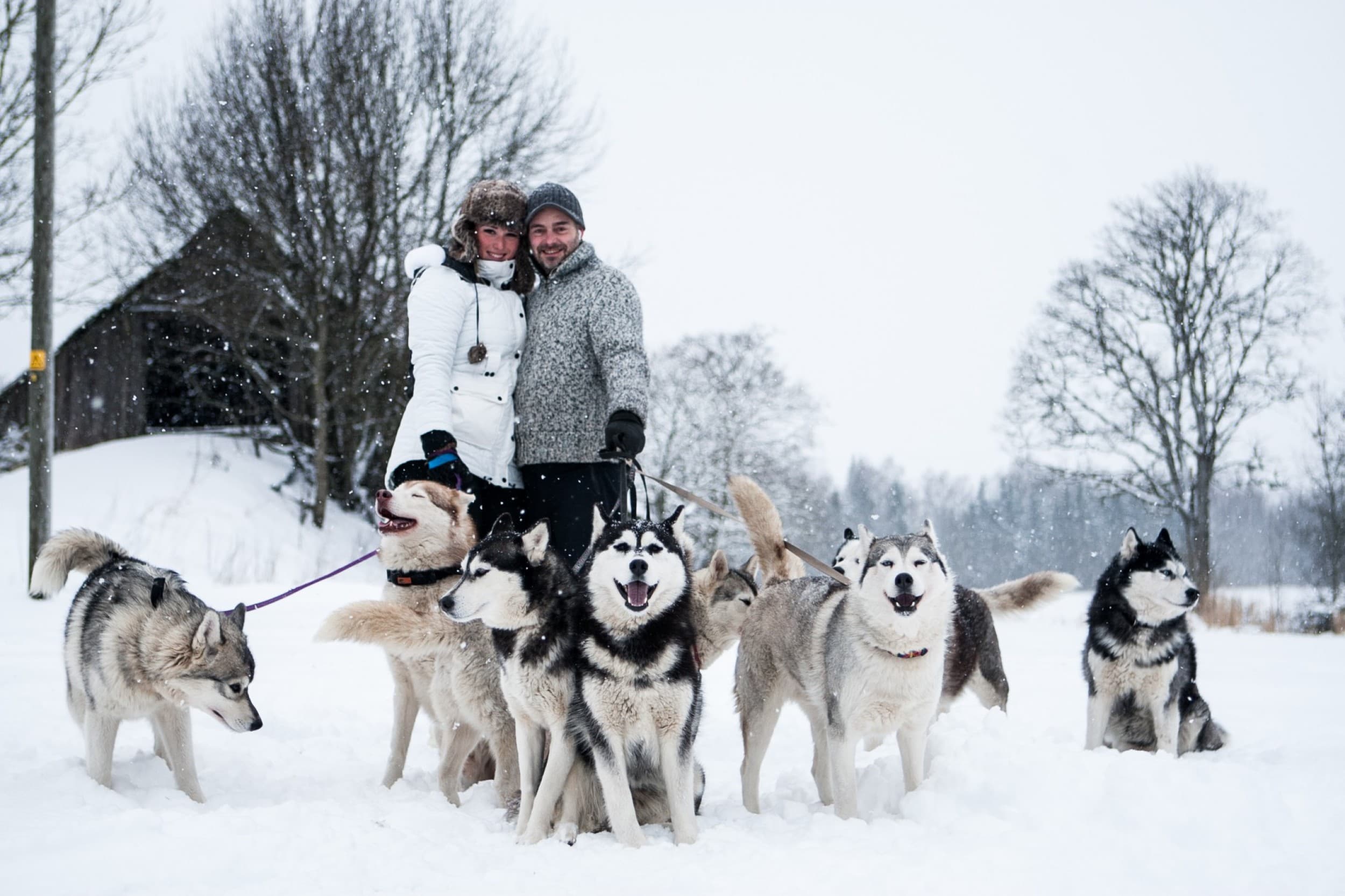 Fotosessioon Siberi Huskydega Paasiku Koertemõisas | Kingitus