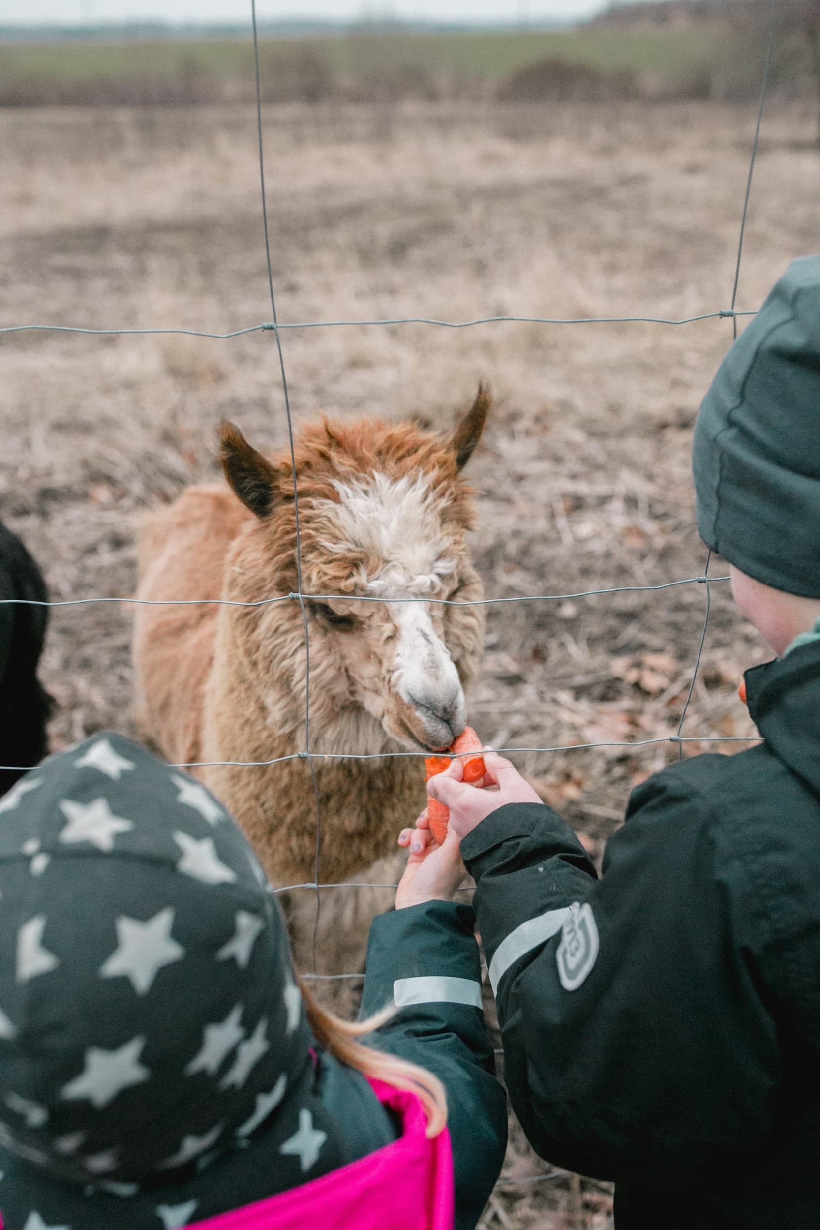 Siberi Huskyde ja Alpakade külastus kahele | Kingitus