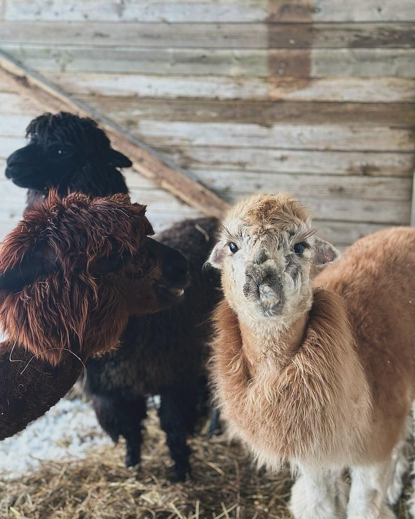 Siberi Huskyde ja Alpakade külastus kahele