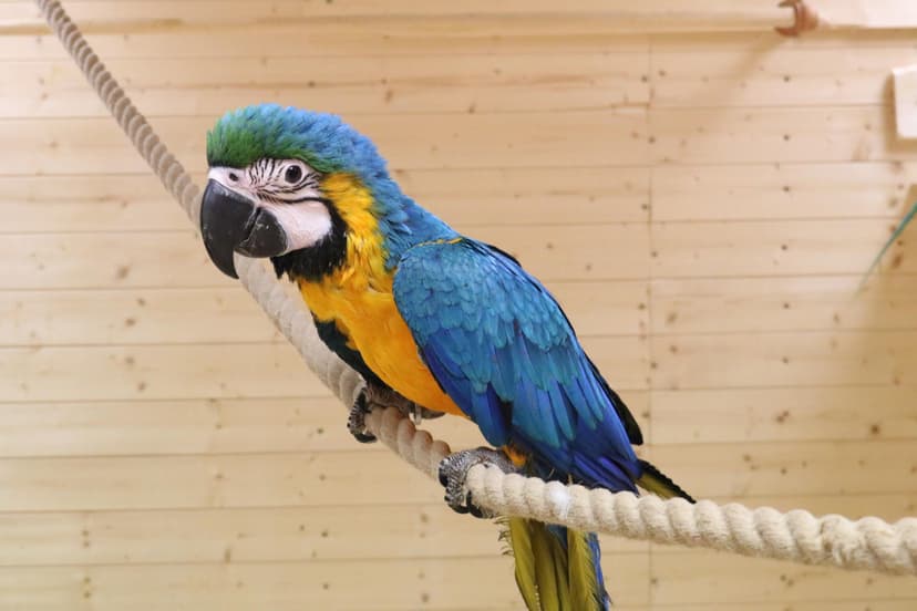 Papagoide Paradiisi külastus