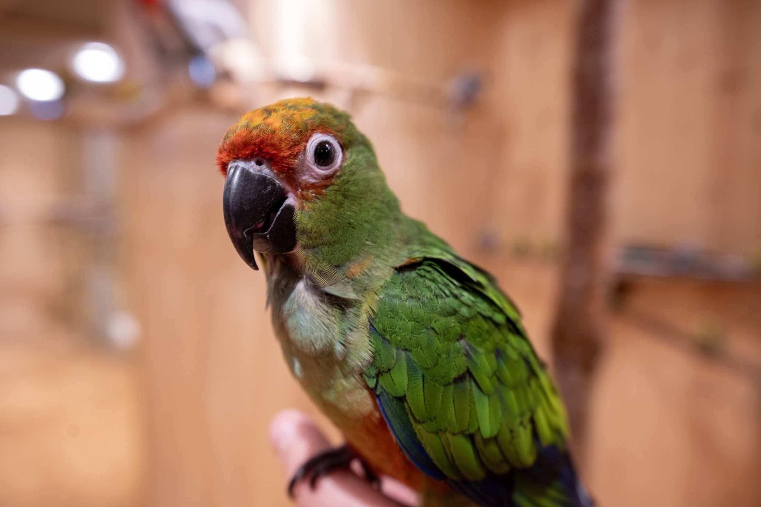 Papagoide Paradiisi perekülastus