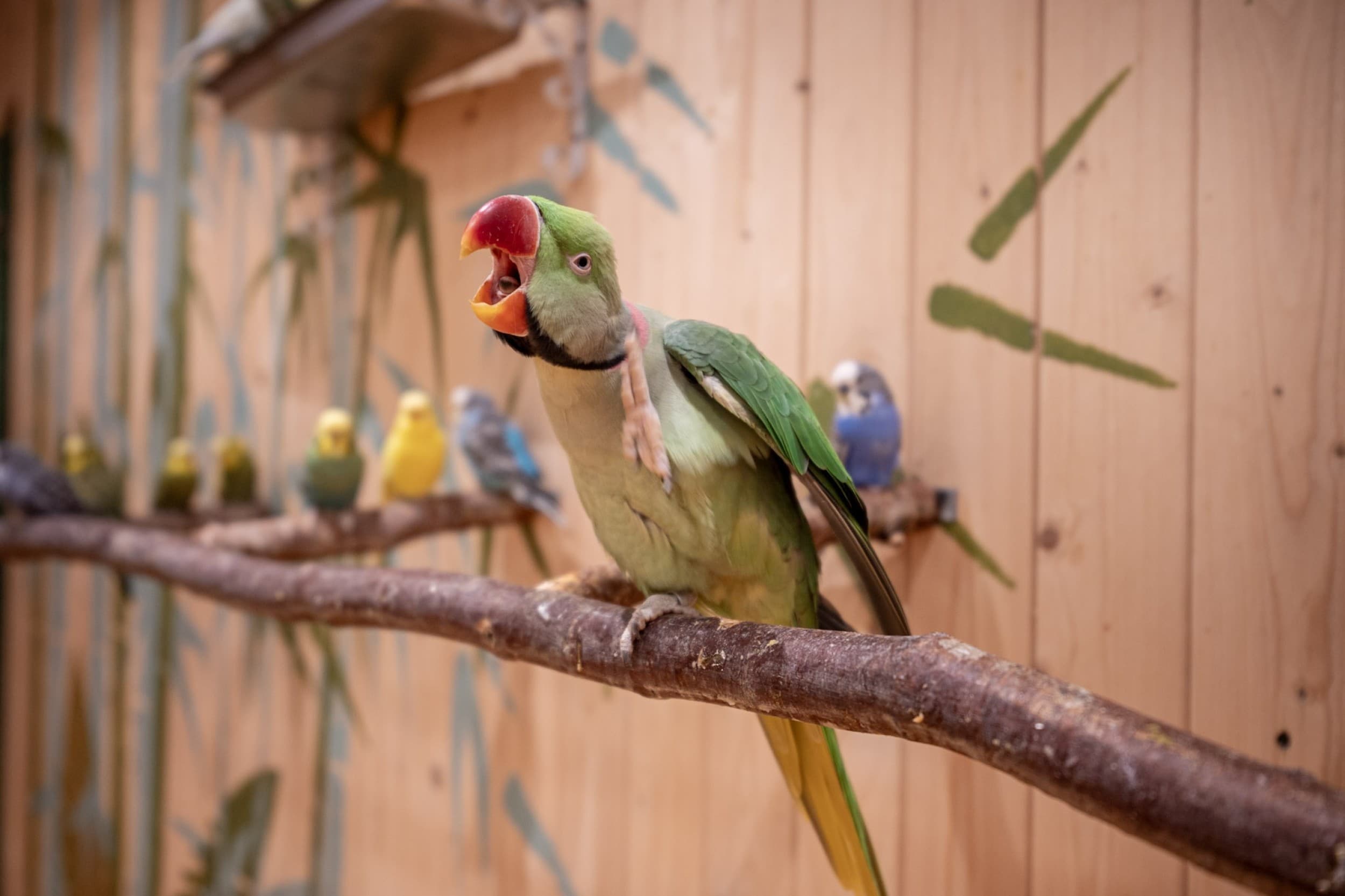 Papagoide Paradiisi perekülastus