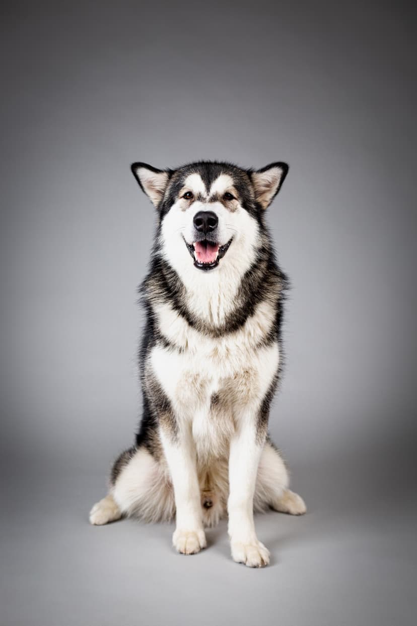 Fotosessioon koos lemmikloomaga | Photocult Studio