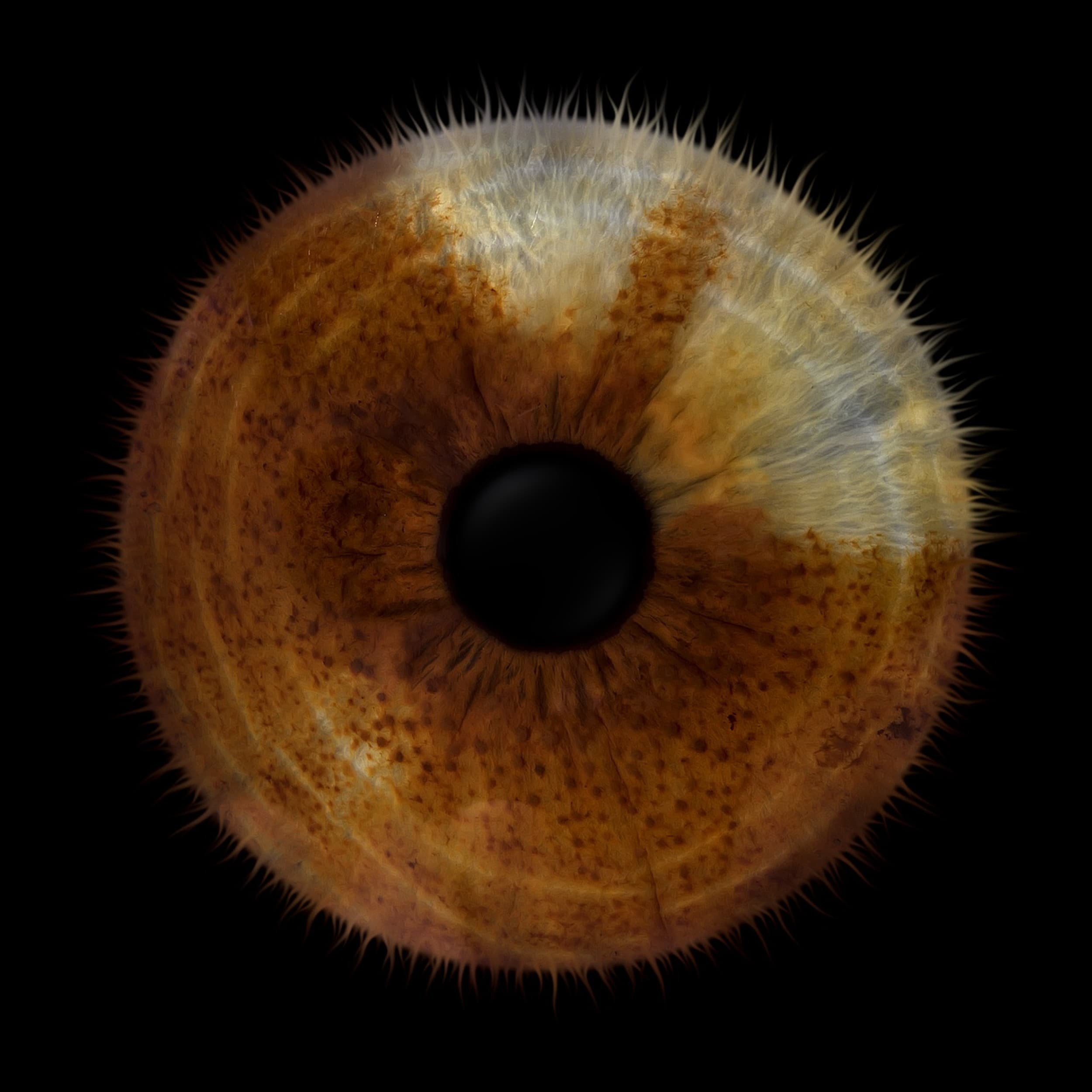 IRISHOT Premium I Fotosessioon