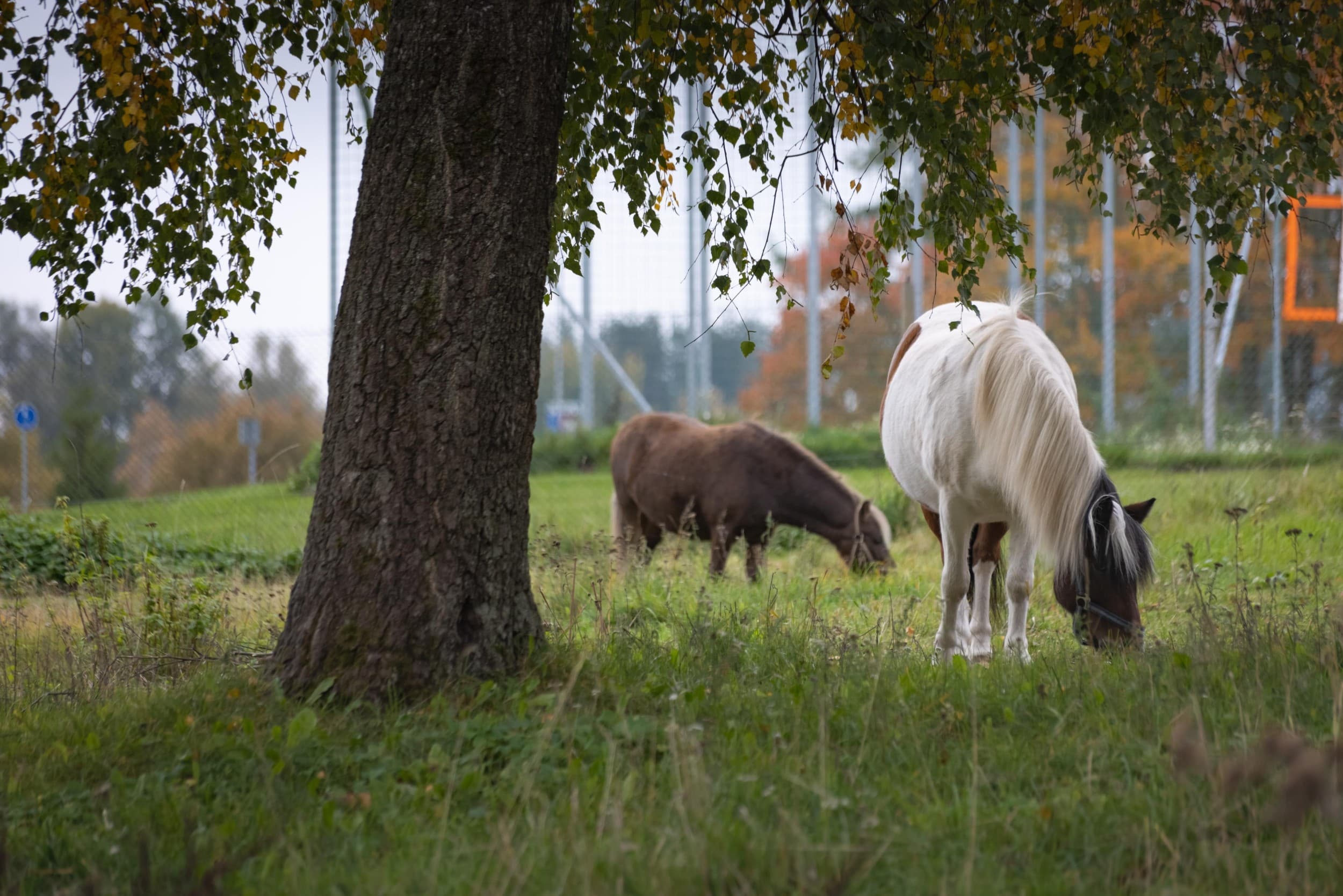 Eesti Põllumajandusmuuseum: „ Peedist Pesumasin: leidlikkus maal“