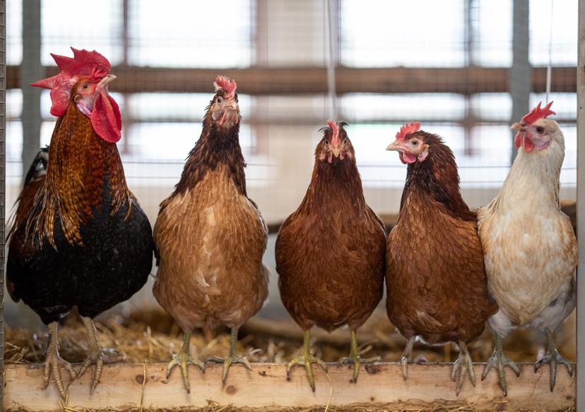 Eesti Põllumajandusmuuseum „Taluloomadega sõbraks“