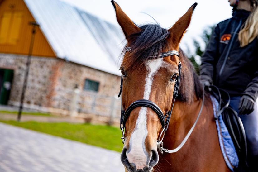 Tori Hobusekasvanduses „Saladuslik hobune“