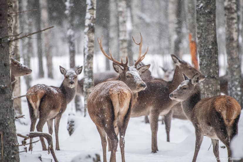Jalgsisafari giidi ja metsapiknikuga Toosikannu Looduspargis