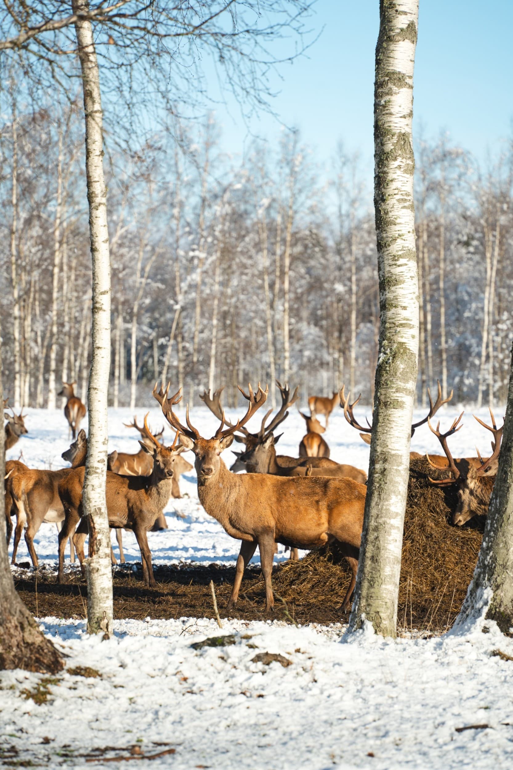 Majutus looduspargis koos ulukisafari ja õhtusöögiga kahele